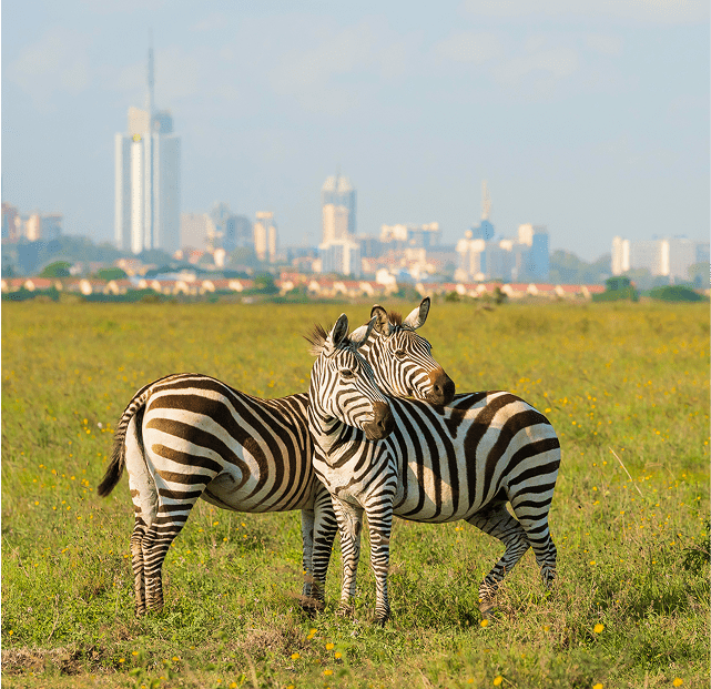 Discover Kenya