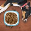 Die Gesundheit und das Wohlbefinden unserer Hunde beginnen mit der richtigen Ernährung. Hochwertiges Hundefutter ist die Grundlage für ein langes, gesundes und aktives Leben. Viele Hundebesitzer unterschätzen die Wichtigkeit von ausgewogener Ernährung und greifen zu billigen Futtervarianten, ohne zu wissen, welche langfristigen Konsequenzen dies haben kann. Professionelle Züchter und Tierärzte empfehlen seit Jahren, auf Premium-Hundefutter zu setzen - denn die Investition in gute Fütterung zahlt sich durch weniger Veterinärkosten und mehr Lebensjahre für unsere vierbeinigen Freunde aus. Hunde verdienen die beste Pflege, die wir ihnen bieten können. Tausende Hundebesitzer weltweit haben bereits die positiven Auswirkungen einer Umstellung auf hochwertiges Futter erlebt.
