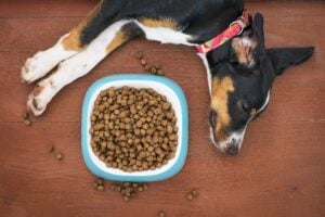 Die Gesundheit und das Wohlbefinden unserer Hunde beginnen mit der richtigen Ernährung. Hochwertiges Hundefutter ist die Grundlage für ein langes, gesundes und aktives Leben. Viele Hundebesitzer unterschätzen die Wichtigkeit von ausgewogener Ernährung und greifen zu billigen Futtervarianten, ohne zu wissen, welche langfristigen Konsequenzen dies haben kann. Professionelle Züchter und Tierärzte empfehlen seit Jahren, auf Premium-Hundefutter zu setzen - denn die Investition in gute Fütterung zahlt sich durch weniger Veterinärkosten und mehr Lebensjahre für unsere vierbeinigen Freunde aus. Hunde verdienen die beste Pflege, die wir ihnen bieten können. Tausende Hundebesitzer weltweit haben bereits die positiven Auswirkungen einer Umstellung auf hochwertiges Futter erlebt.