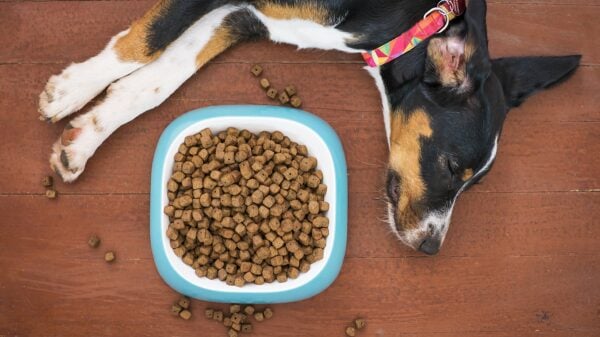 Die Gesundheit und das Wohlbefinden unserer Hunde beginnen mit der richtigen Ernährung. Hochwertiges Hundefutter ist die Grundlage für ein langes, gesundes und aktives Leben. Viele Hundebesitzer unterschätzen die Wichtigkeit von ausgewogener Ernährung und greifen zu billigen Futtervarianten, ohne zu wissen, welche langfristigen Konsequenzen dies haben kann. Professionelle Züchter und Tierärzte empfehlen seit Jahren, auf Premium-Hundefutter zu setzen - denn die Investition in gute Fütterung zahlt sich durch weniger Veterinärkosten und mehr Lebensjahre für unsere vierbeinigen Freunde aus. Hunde verdienen die beste Pflege, die wir ihnen bieten können. Tausende Hundebesitzer weltweit haben bereits die positiven Auswirkungen einer Umstellung auf hochwertiges Futter erlebt.