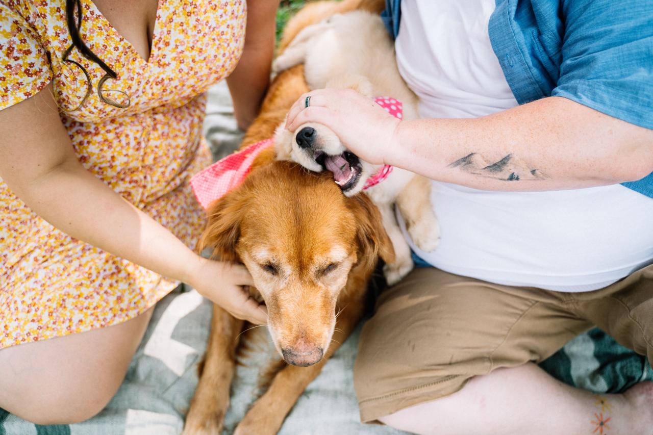 People Holding their Dogs · Free Stock Photo