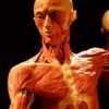 Au cœur d'Amsterdam, BODY WORLDS : Le Projet Bonheur offre une expérience muséale véritablement unique, qui transcende les expositions traditionnelles. Alliant science, anatomie et psychologie, cette attraction immersive invite les visiteurs à explorer le corps humain et à comprendre comment les choix quotidiens influencent la santé et le bien-être.
