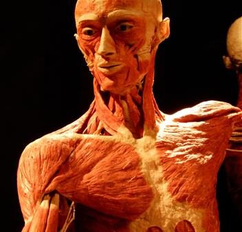 Au cœur d'Amsterdam, BODY WORLDS : Le Projet Bonheur offre une expérience muséale véritablement unique, qui transcende les expositions traditionnelles. Alliant science, anatomie et psychologie, cette attraction immersive invite les visiteurs à explorer le corps humain et à comprendre comment les choix quotidiens influencent la santé et le bien-être.