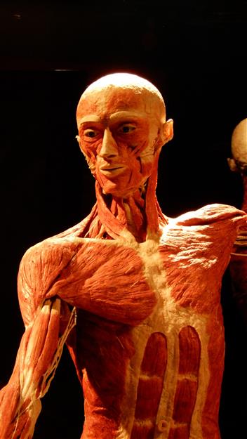 Au cœur d'Amsterdam, BODY WORLDS : Le Projet Bonheur offre une expérience muséale véritablement unique, qui transcende les expositions traditionnelles. Alliant science, anatomie et psychologie, cette attraction immersive invite les visiteurs à explorer le corps humain et à comprendre comment les choix quotidiens influencent la santé et le bien-être.